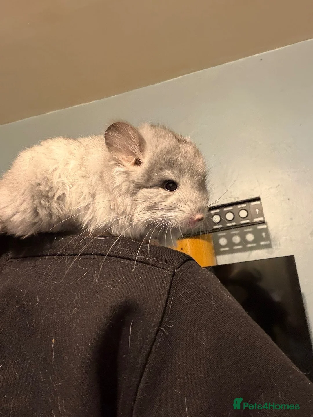 Chinchilla rodents for sale: STUNNING LOOKING 🤩🤩 MALE CHINCHILLA  - Advert 7