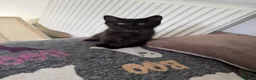Mixed Breed cats for sale: British shorthair mixed breed - Advert 3