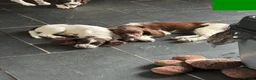 English Springer Spaniel dogs for sale: Last 3 5th Generation Liver and White ESS Puppies - Advert 14