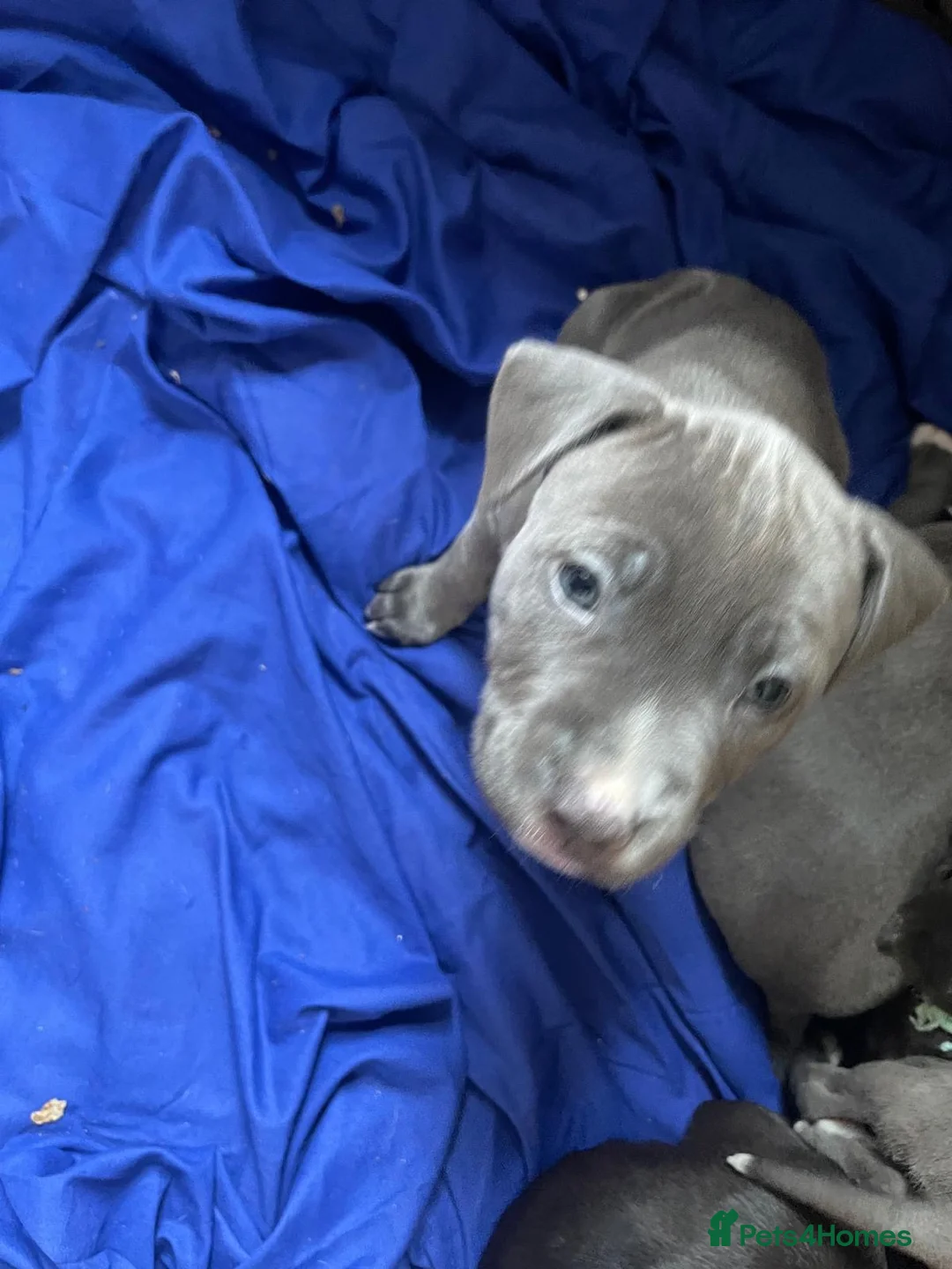 Staffordshire Bull Terrier dogs for sale: Stunning “original blue blood” Staffy pups *rare* - Advert 4