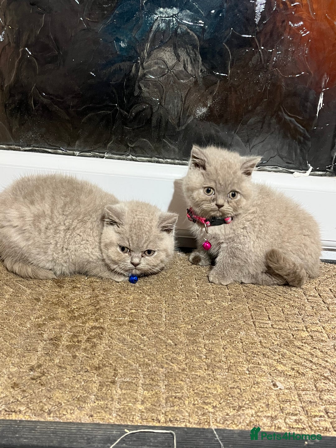 British Shorthair cats for sale: ⭐️ PURE BREED BRITISH SHORTHAIR KITTENS - Advert 9