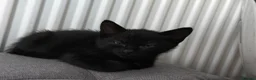 Mixed Breed cats for sale: Adorable Kittens Ready for Loving Homes ❤️ - Advert 8