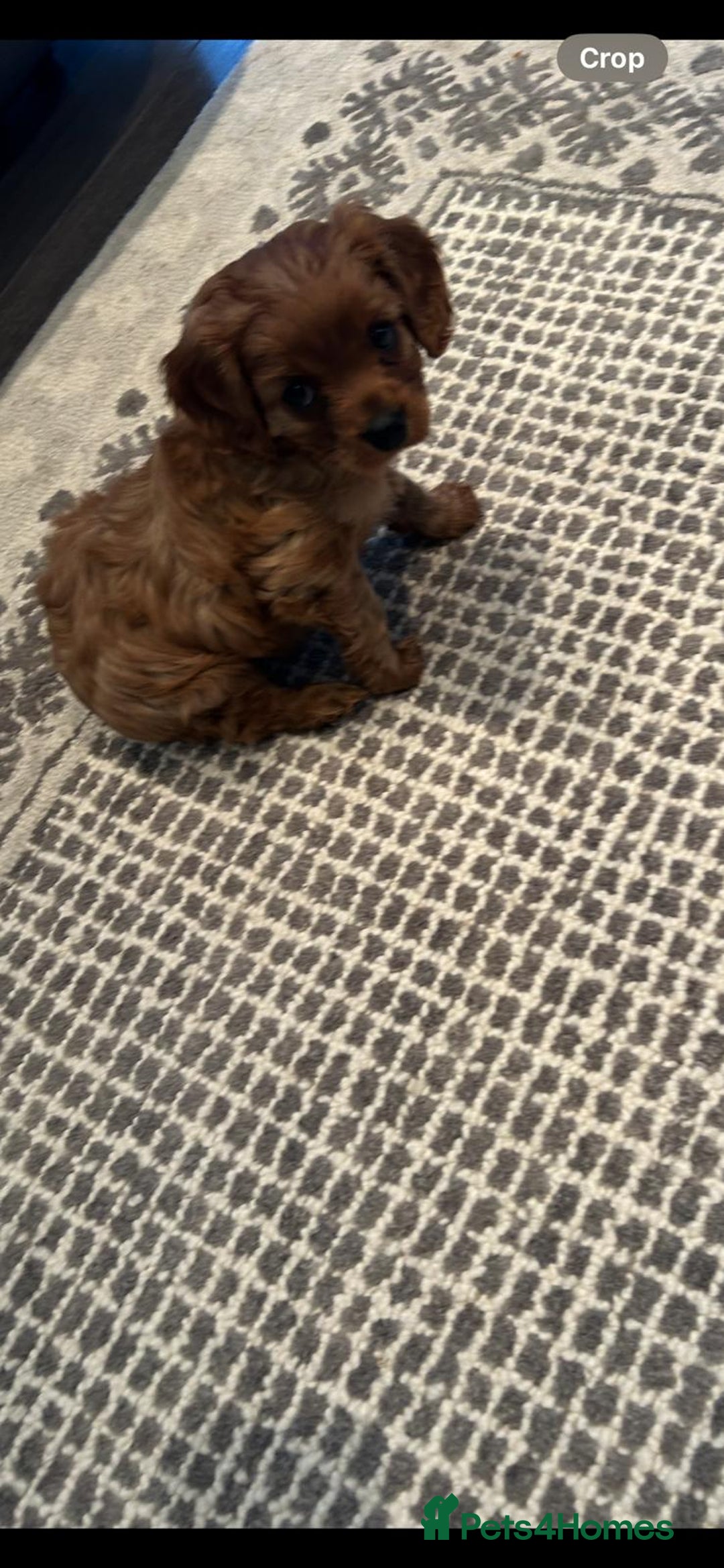 Cavalier King Charles Spaniel dogs for sale: Cavalier King Charles Spanial - Advert 5