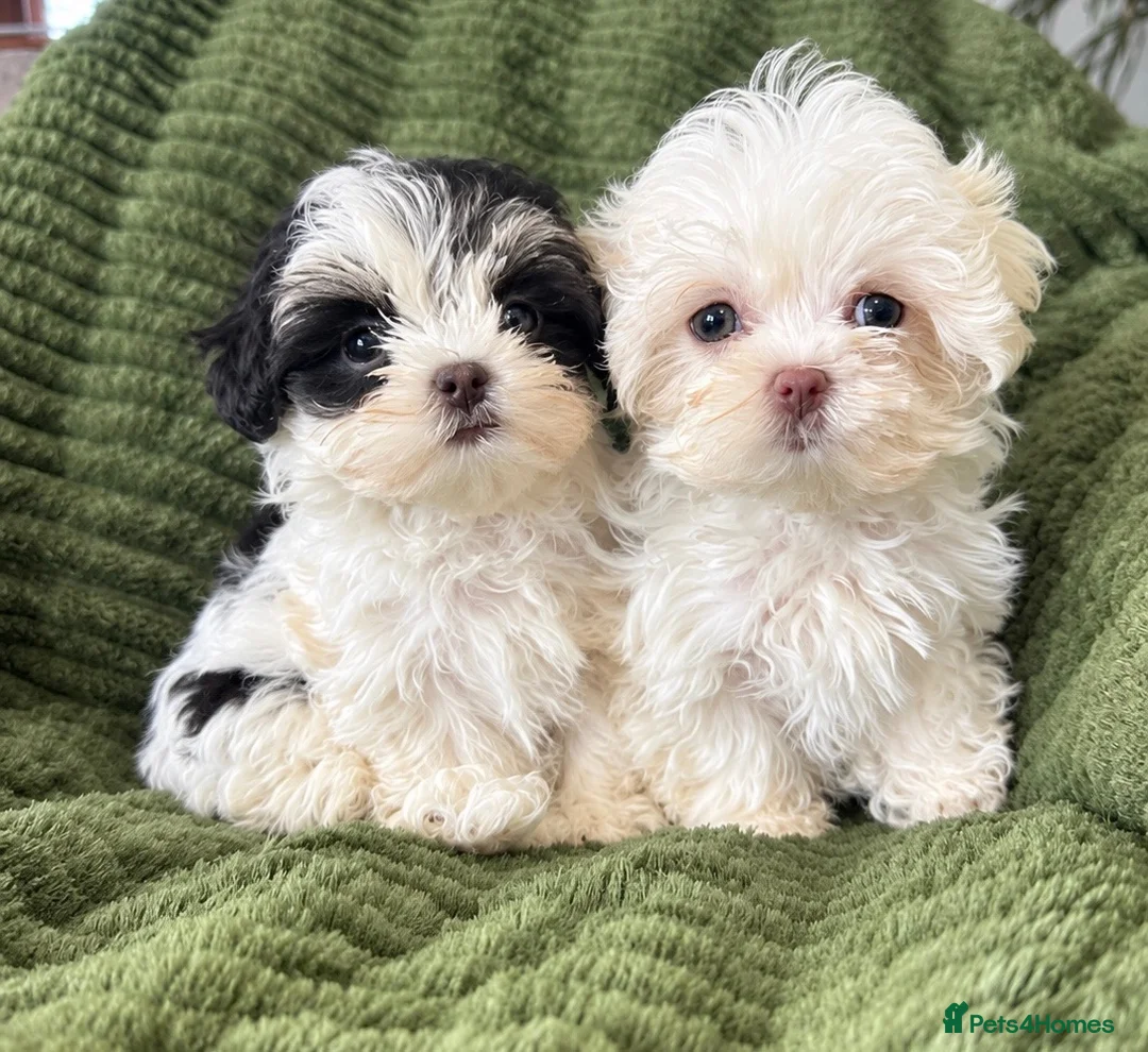 Malshi dogs for sale: Maltese x shih tzu puppies - Advert 2