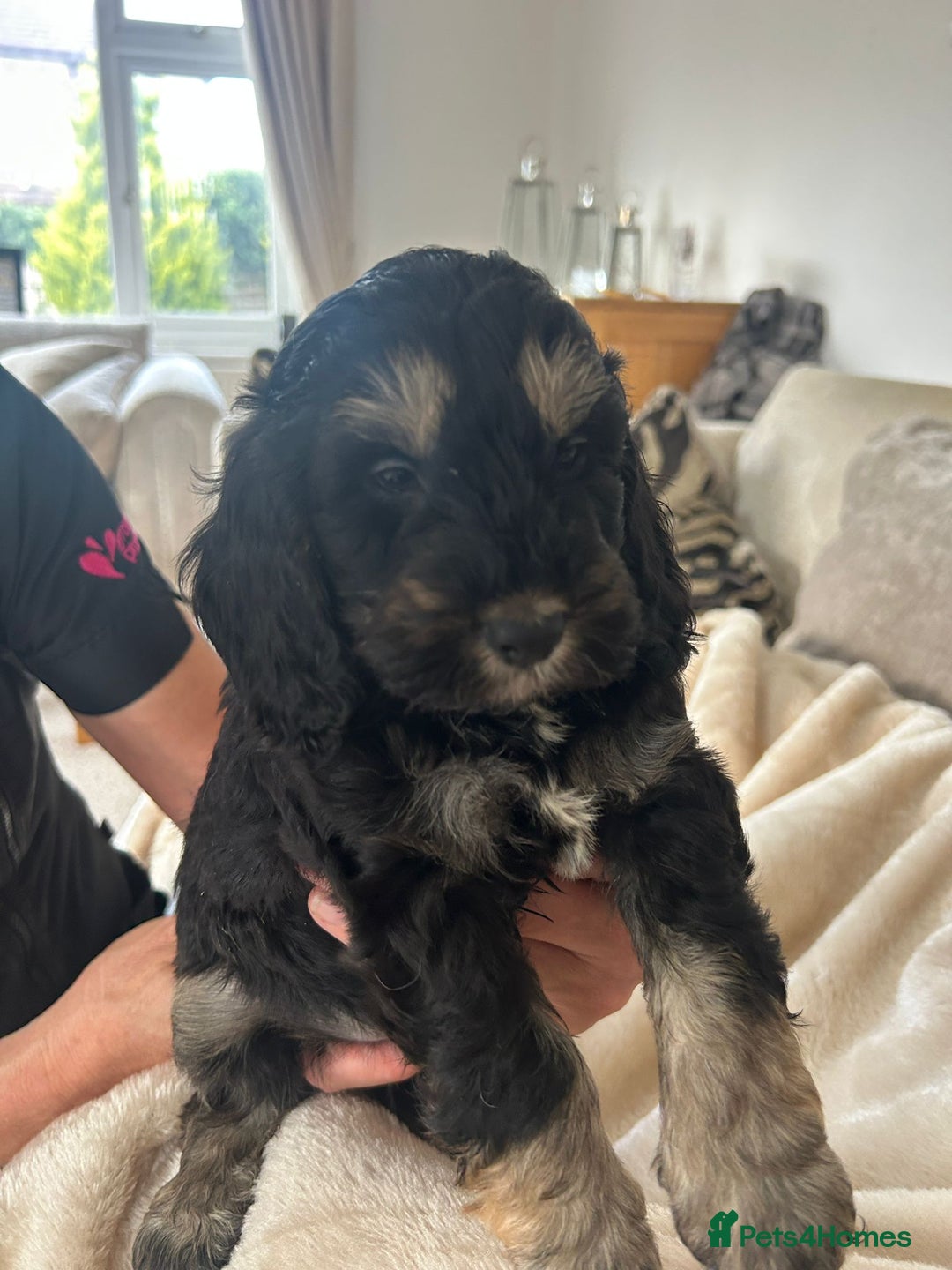 Cockapoo dogs for sale: Adorable F1 cockapoo puppies  - Image 26
