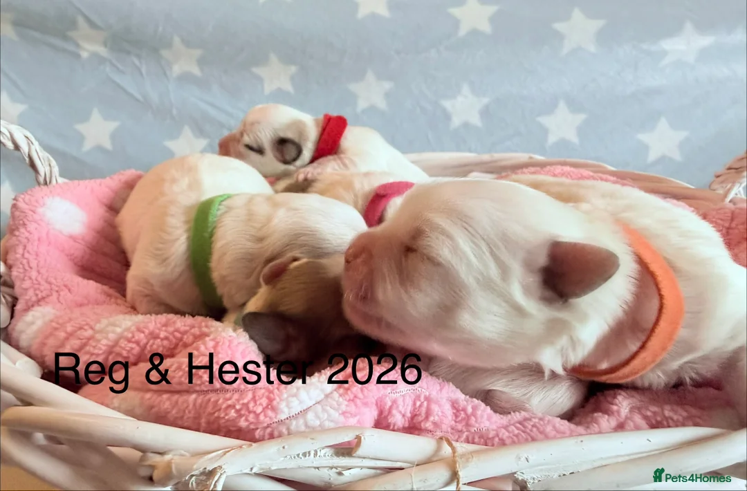 Coton De Tulear dogs for sale: KC reg Coton de Tulear parents DNA health tested  - Advert 14