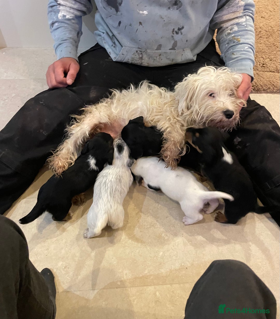 Mixed Breed dogs for sale: Sealyham terrier cross jack russel terrier  - Advert 16