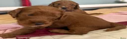 Cockapoo dogs for sale: ⭐ F1b Cockapoo Puppies – 1 Boy & 1 Girl Available  in Banbury - Advert 6
