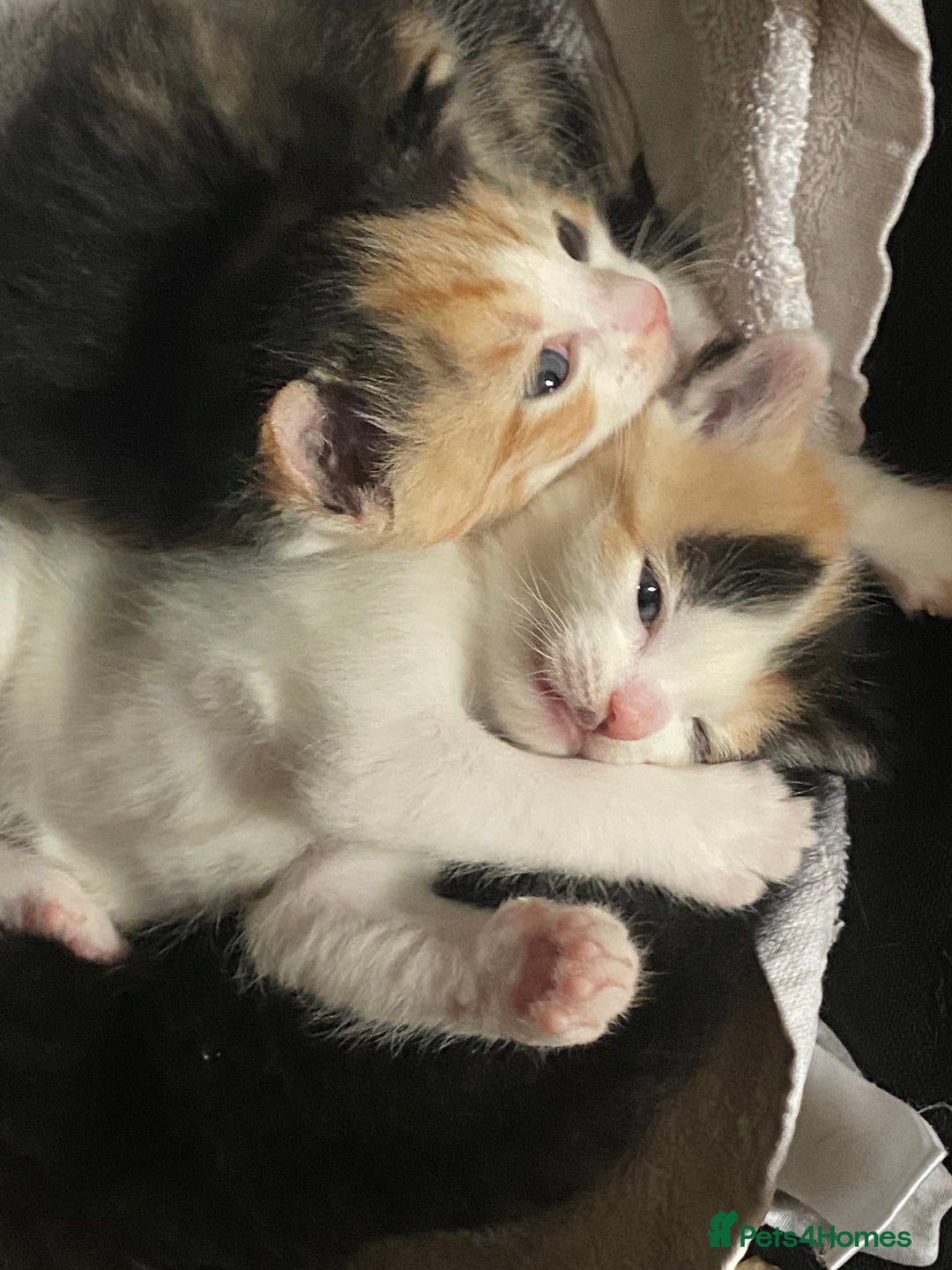 Domestic Shorthair cats for sale: 🐾 3 Beautiful Kittens Looking for Loving 🐾 🐾  - Image 11