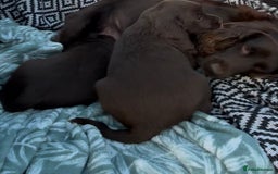 Cocker Spaniel dogs for sale: Chocolate Cocker Spaniel Puppies - Image 6