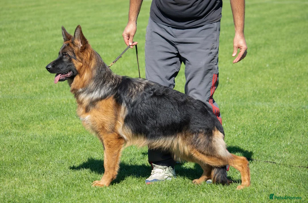 German Shepherd dogs for sale: 8 Gorgeous Pups out  of Xandor di Casa Massarelli - Advert 11