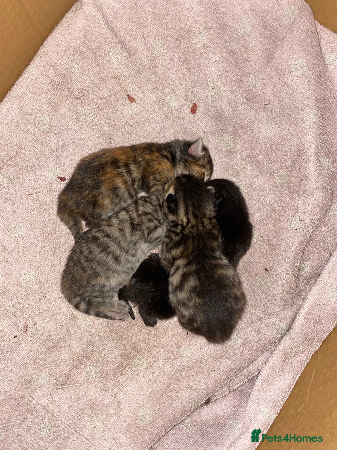 Mixed Breed cats for sale: Four mixed kittens for sale near colchester - Image 2