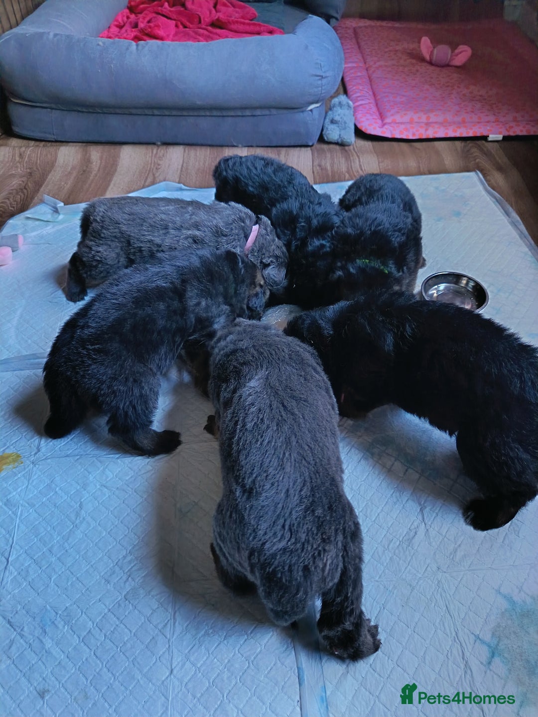 German Shepherd dogs for sale: German Shepherd puppies - Image 15