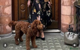 Irish Doodle dogs for sale: Stunning F1 mini Irish  Doodles  - Image 20