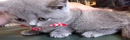 British Shorthair cats for sale: British shorthair kittens  - Advert 8