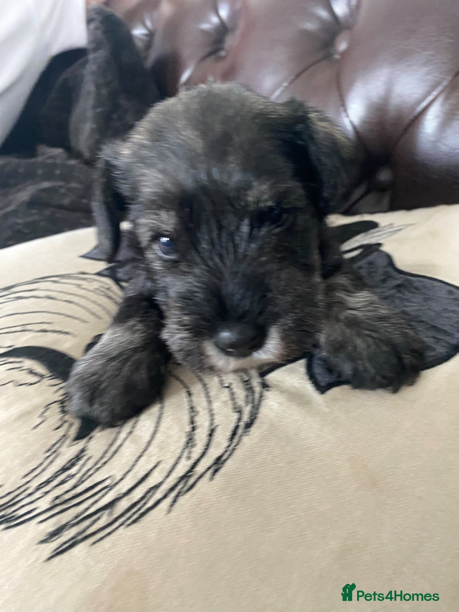 Miniature Schnauzer dogs KC Registered S&P miniature Schnauzer boy pup  - Advert 1