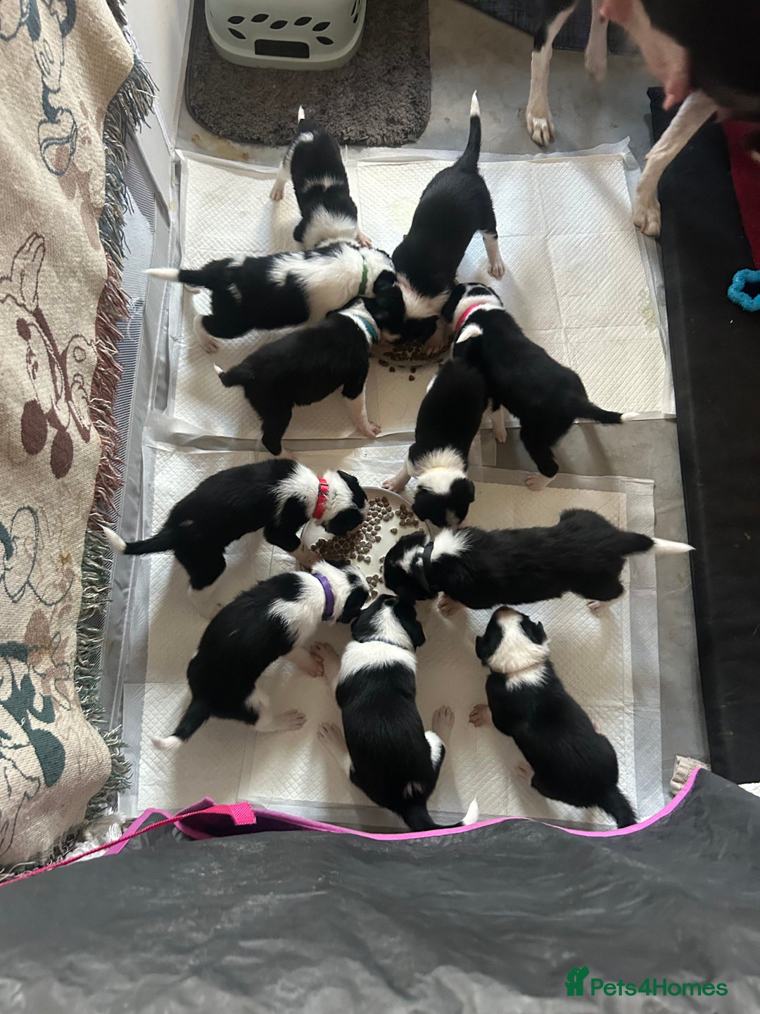 Border Collie dogs for sale: Working Border Collie puppies  - Advert 7