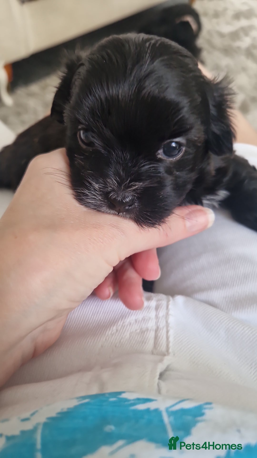 Malshi dogs for sale: Beautiful malshi puppies  - Image 23
