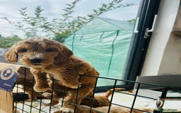 Double Doodle dogs for sale: Australian Goldendoodle puppies - Image 25