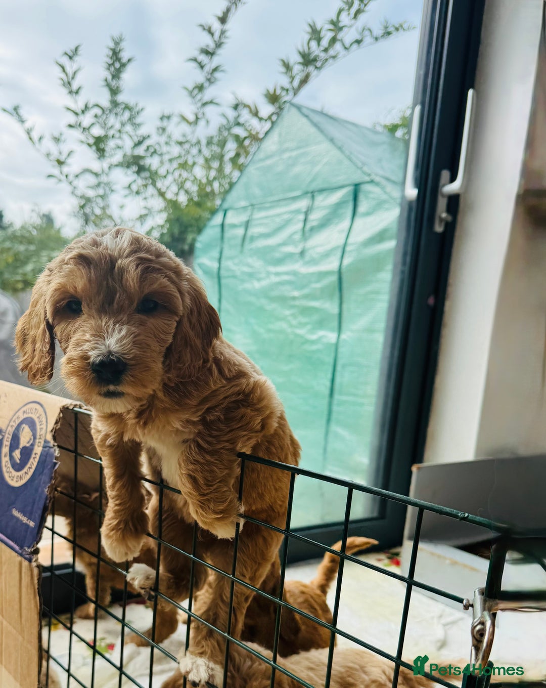 Double Doodle dogs for sale: Australian Goldendoodle puppies - Image 25