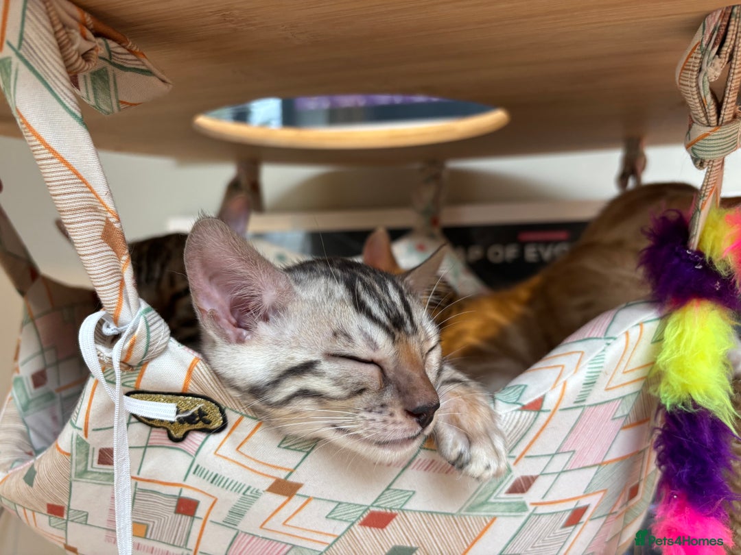 Bengal cats for sale: Female Bengal kitten available now - Image 7