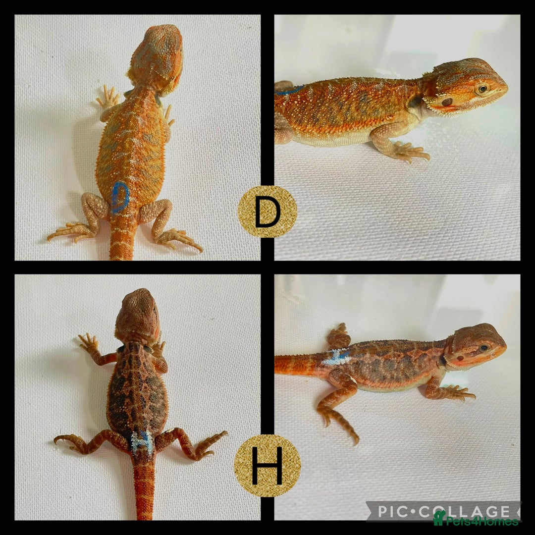 Bearded Dragon reptiles for sale: Beautiful baby bearded dragons £100 Ono - Image 5