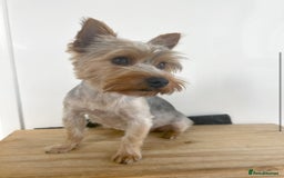 Yorkshire Terrier dogs for sale:    KC registered pedigree YorkshireTerrier Puppies - Image 7
