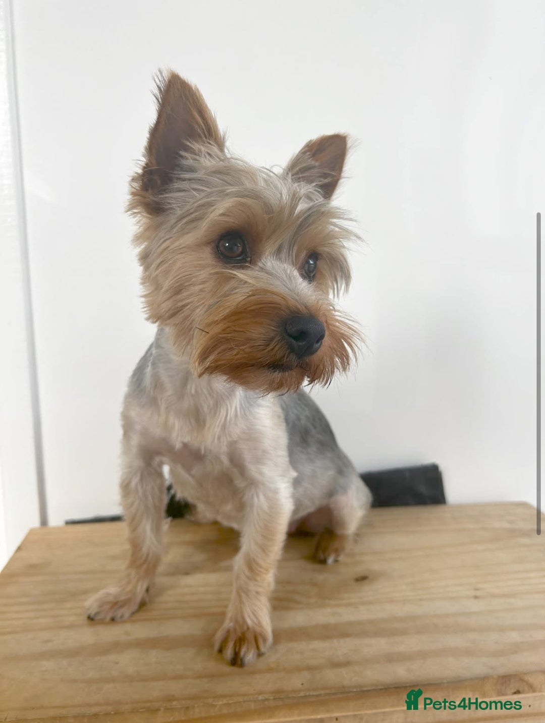 Yorkshire Terrier dogs for sale:    KC registered pedigree YorkshireTerrier Puppies - Image 7