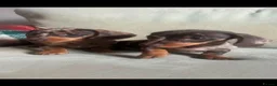 Miniature Dachshund dogs for sale: 4 miniature dachshunds - Advert 12