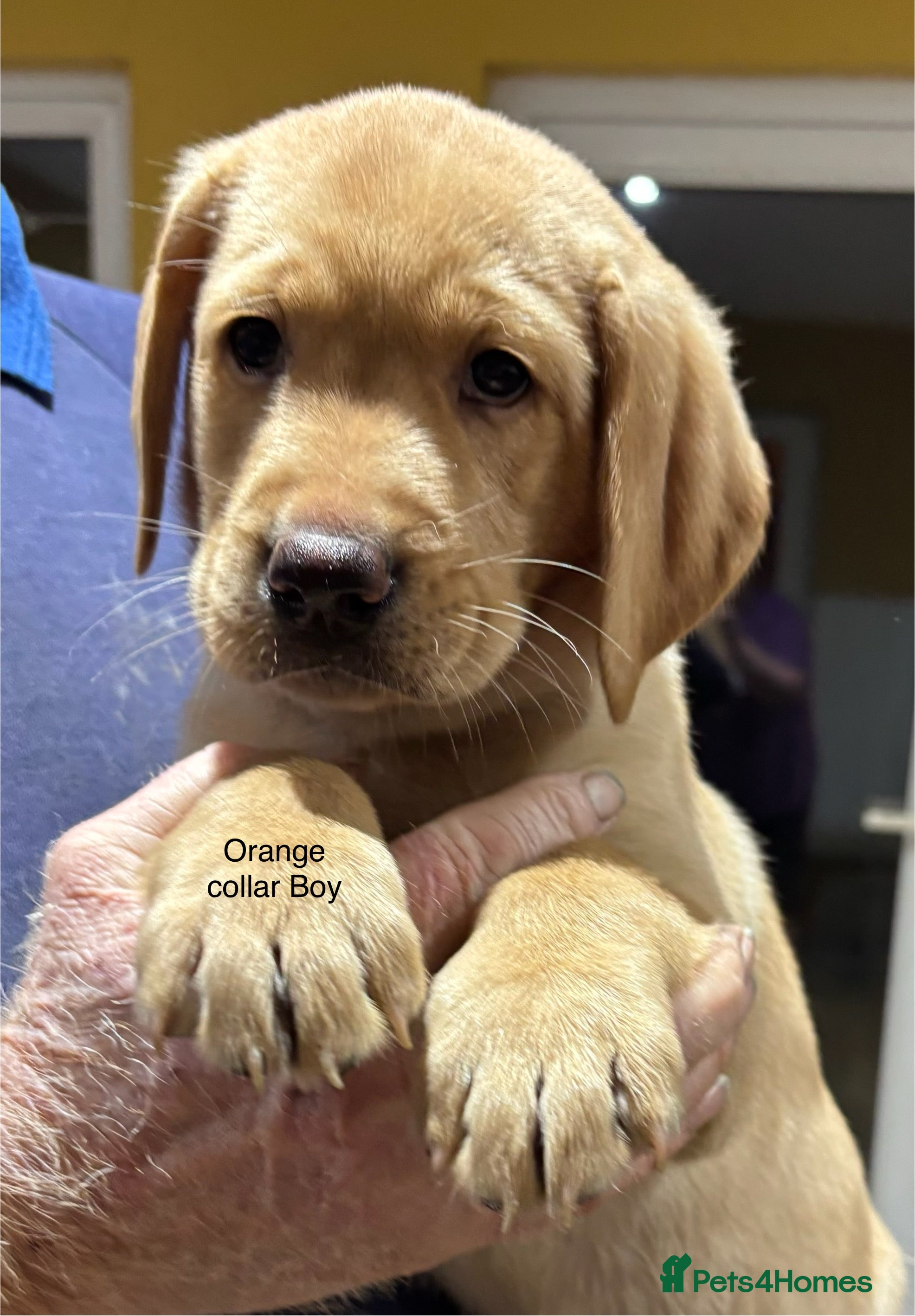 Labrador Retriever dogs Gorgeous Litter of Labrador Puppies - Advert 2