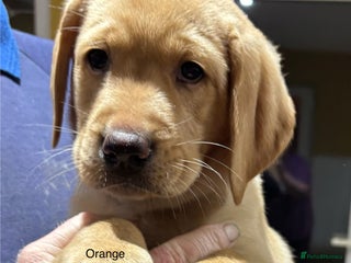 Labrador Retriever dogs Gorgeous Litter of Labrador Puppies - Advert 2