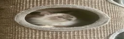 Ragdoll cats for sale: GRCH SIRED GCCF REGISTERED KITTENS.  - Advert 11