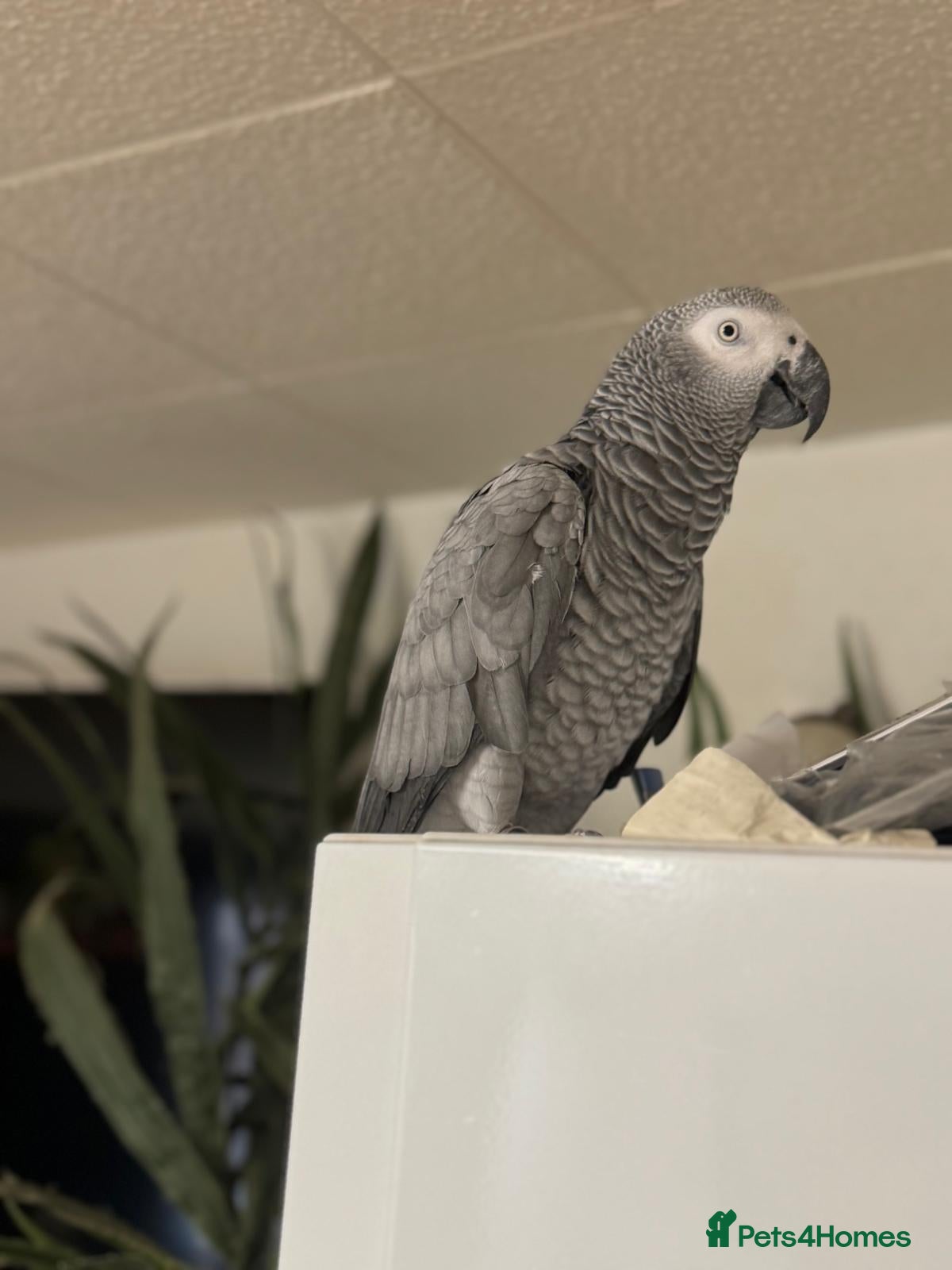 Parrots birds African Grey Parrot - Advert 1