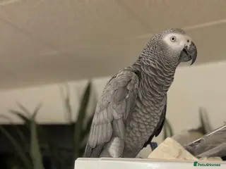 Parrots birds African Grey Parrot - Advert 1