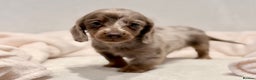 Miniature Dachshund dogs for sale: Long haired dachshund puppie - Advert 15