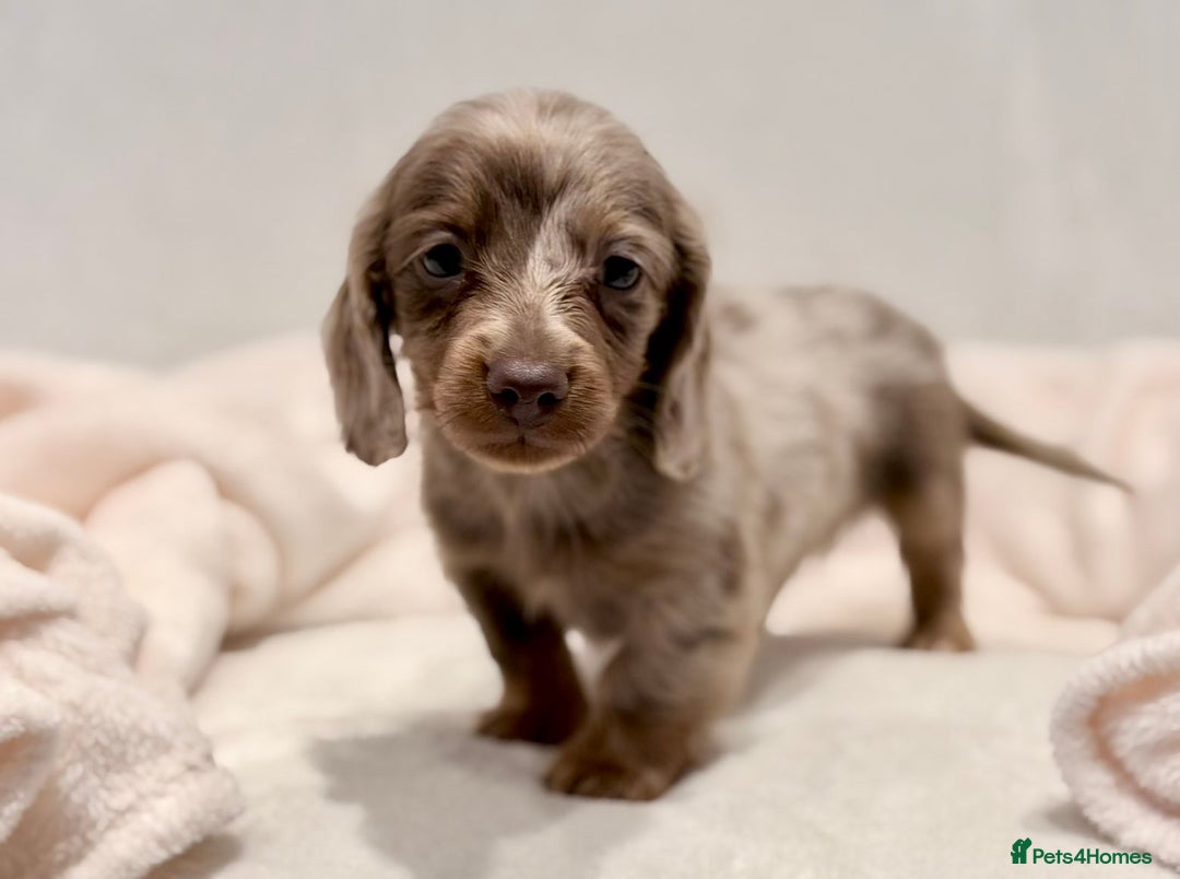 Miniature Dachshund dogs for sale: Long haired dachshund puppie - Advert 15