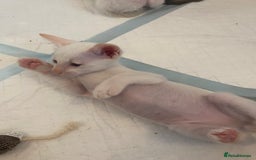 Siamese cats for sale: 🤩🐱Beautiful Siamese kittens for sale🐱⚡️ - Image 6