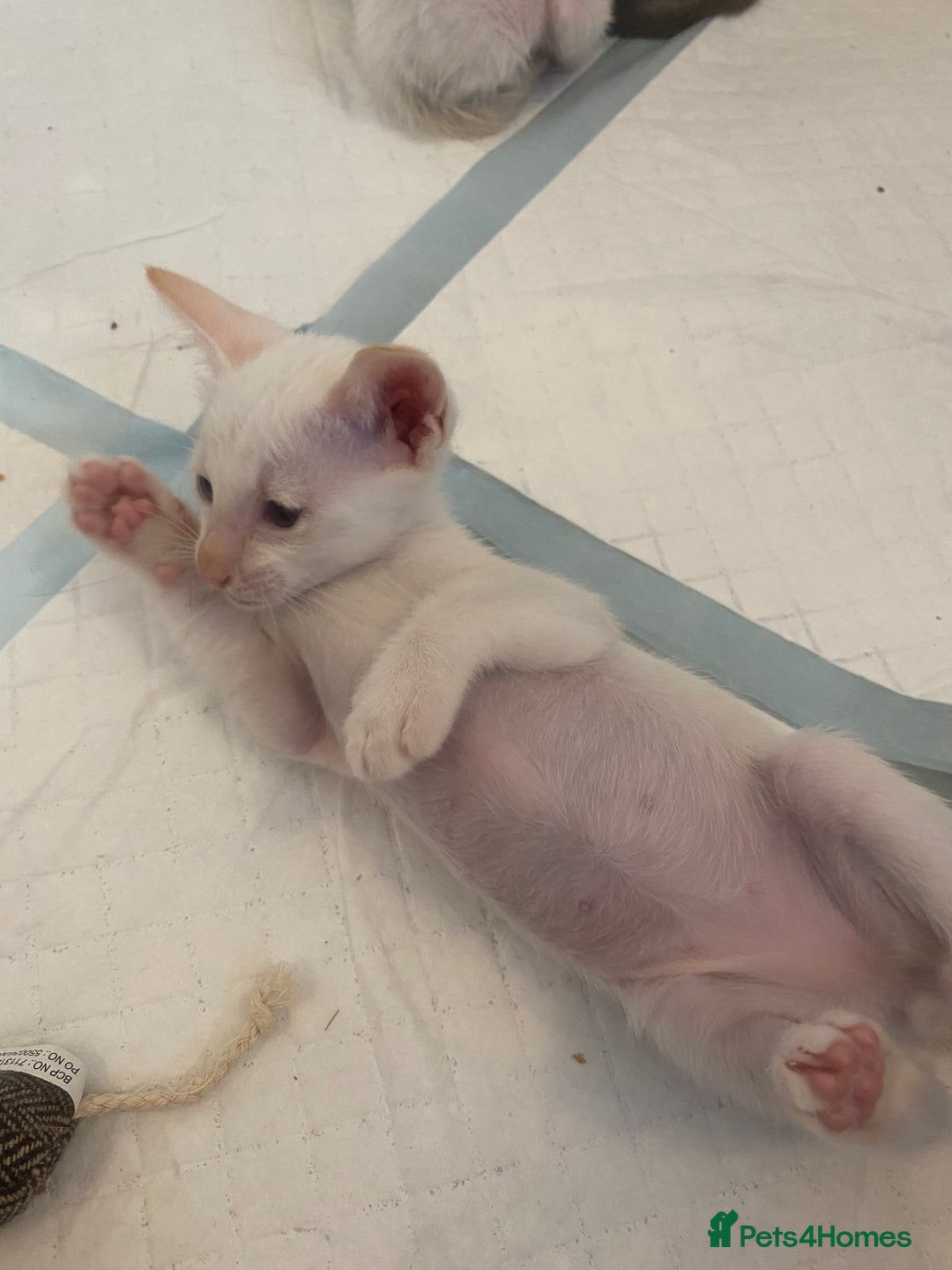 Siamese cats for sale: 🤩🐱Beautiful Siamese kittens for sale🐱⚡️ - Image 6