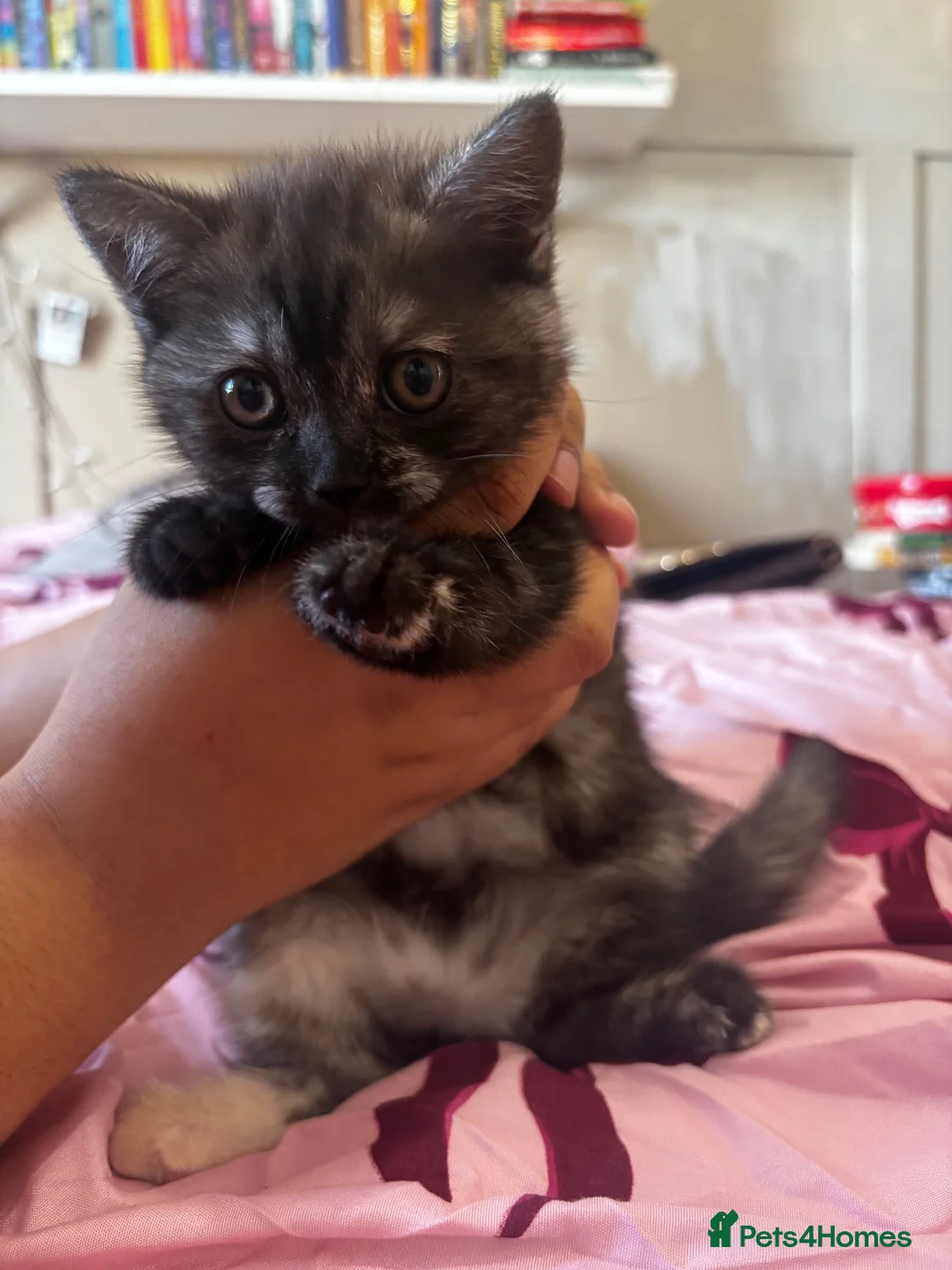 British Shorthair cats for sale: 🍫Rare coat British short hair 🍫 - Advert 2