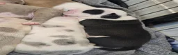 Olde English Bulldogge dogs for sale: Old English Bulldog Pups  - Advert 18