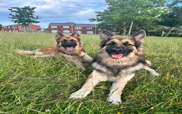 German Shepherd dogs for sale: Beautiful brothers  - Image 3