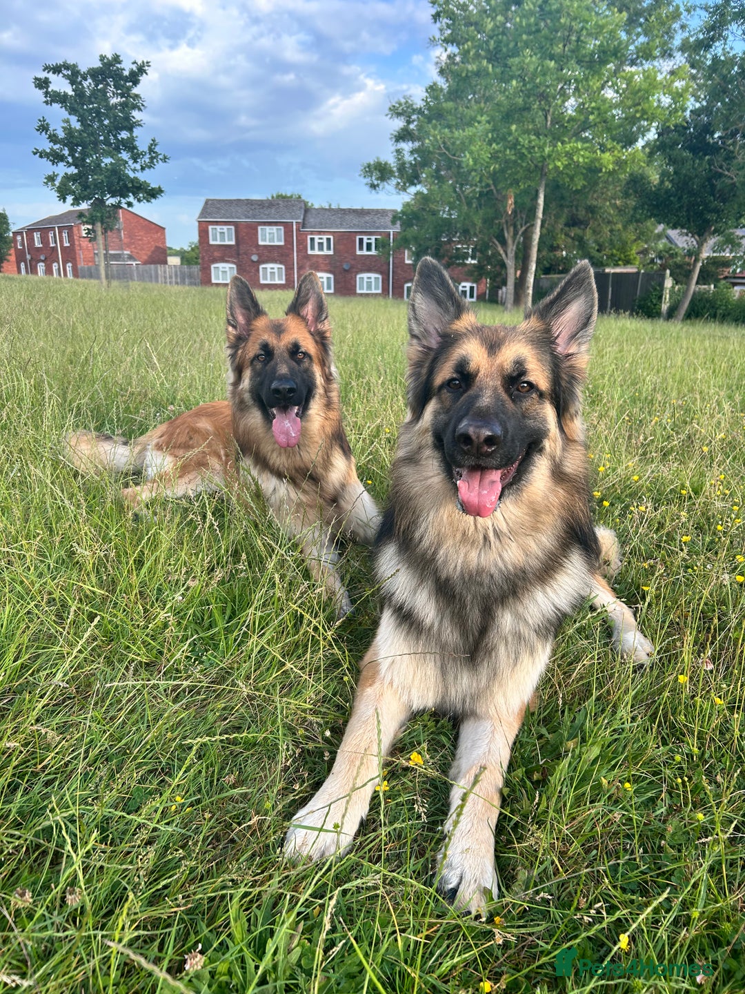 German Shepherd dogs for sale: Beautiful brothers  - Image 3