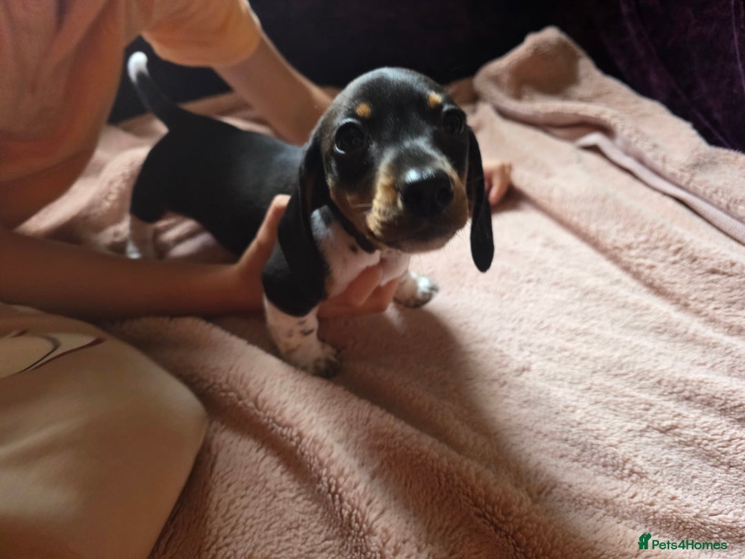 Dachshund dogs for sale: KC Registered Shorthaired dachshunds  - Image 28