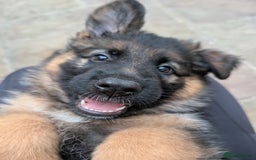 German Shepherd dogs for sale: Gorgeous and healthy German Shepherds Puppies - Image 6