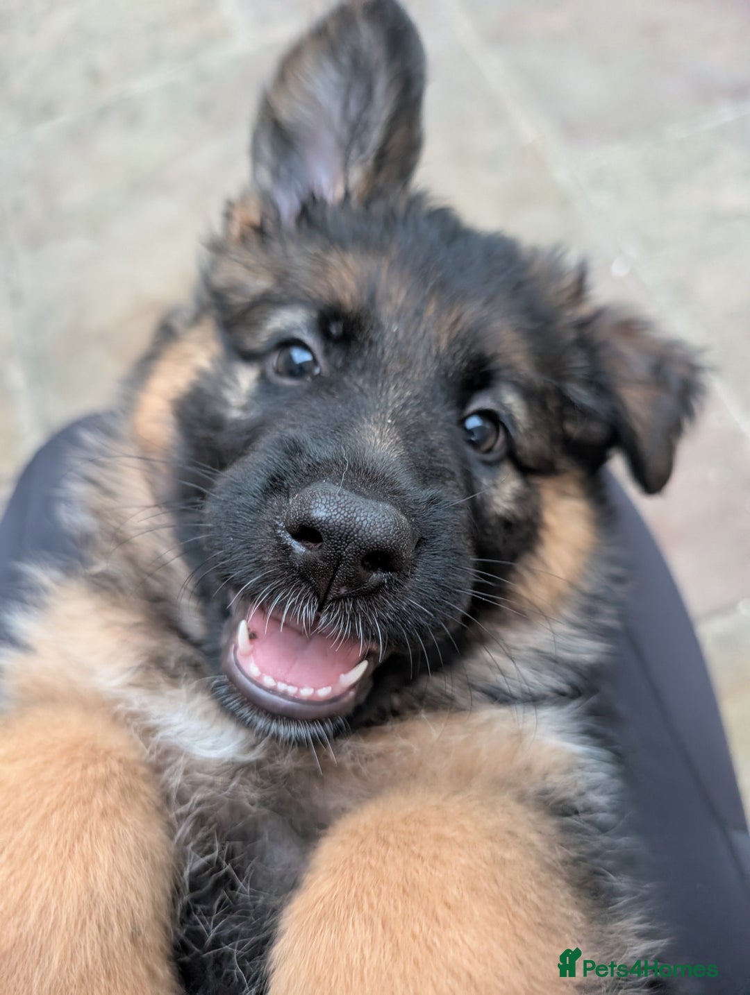 German Shepherd dogs for sale: Gorgeous and healthy German Shepherds Puppies - Image 6