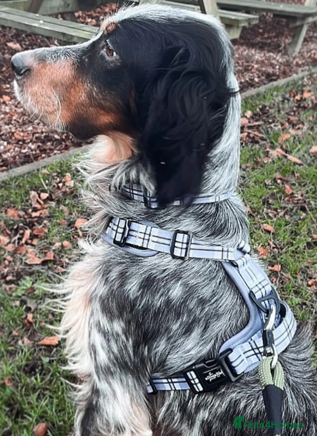 English Setter dogs for adoption: Lister (now Albie) - Image 4