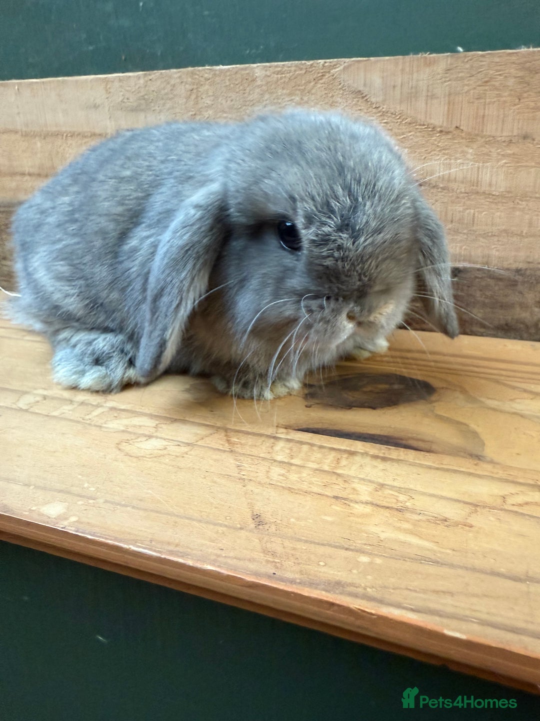 Mini Lop rabbits for sale: MINI LOP BUNNIES - PEDIGREE  - Image 31