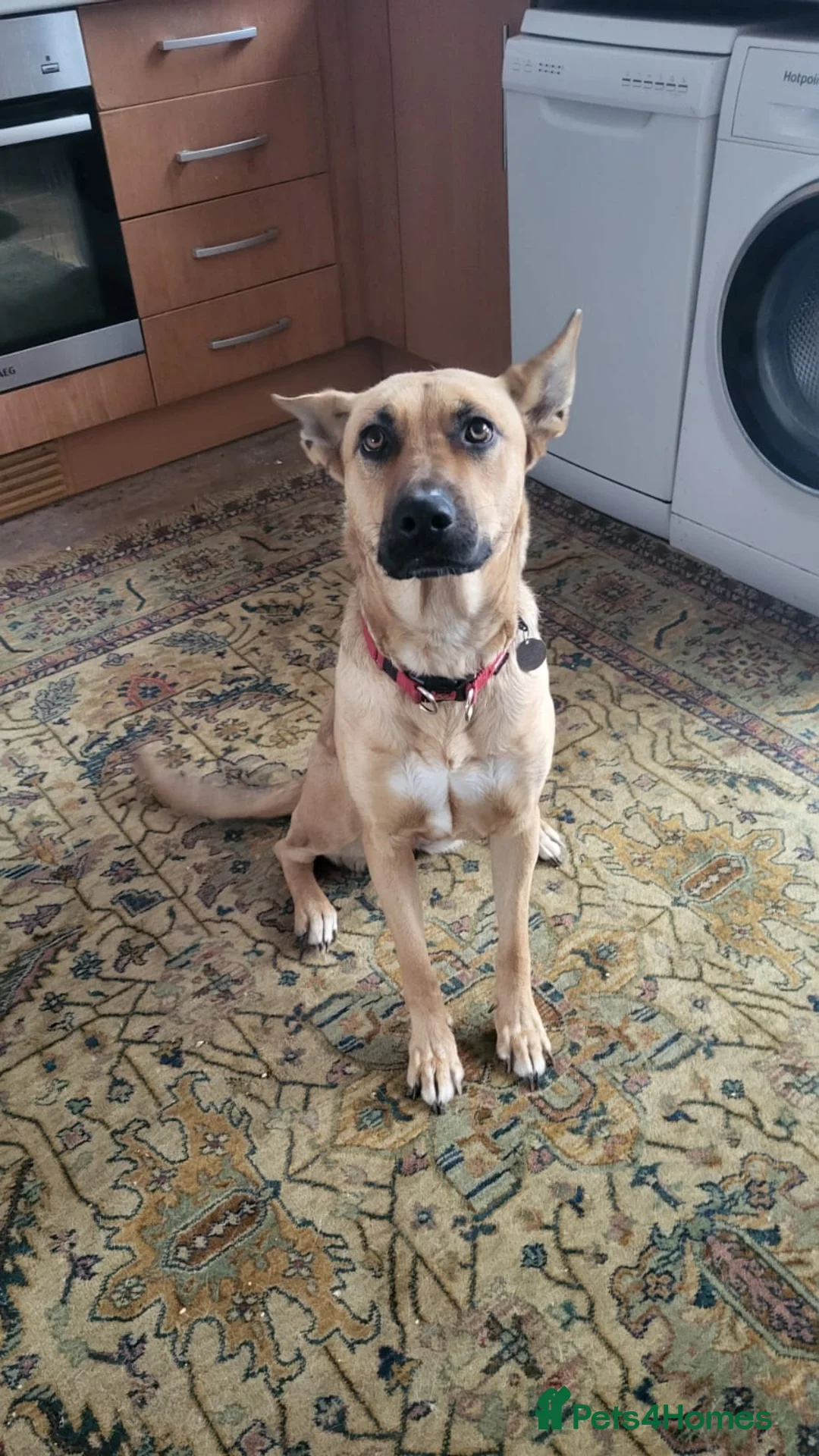 Mixed Breed dogs for sale: Home wanted for beautiful girl - Advert 1