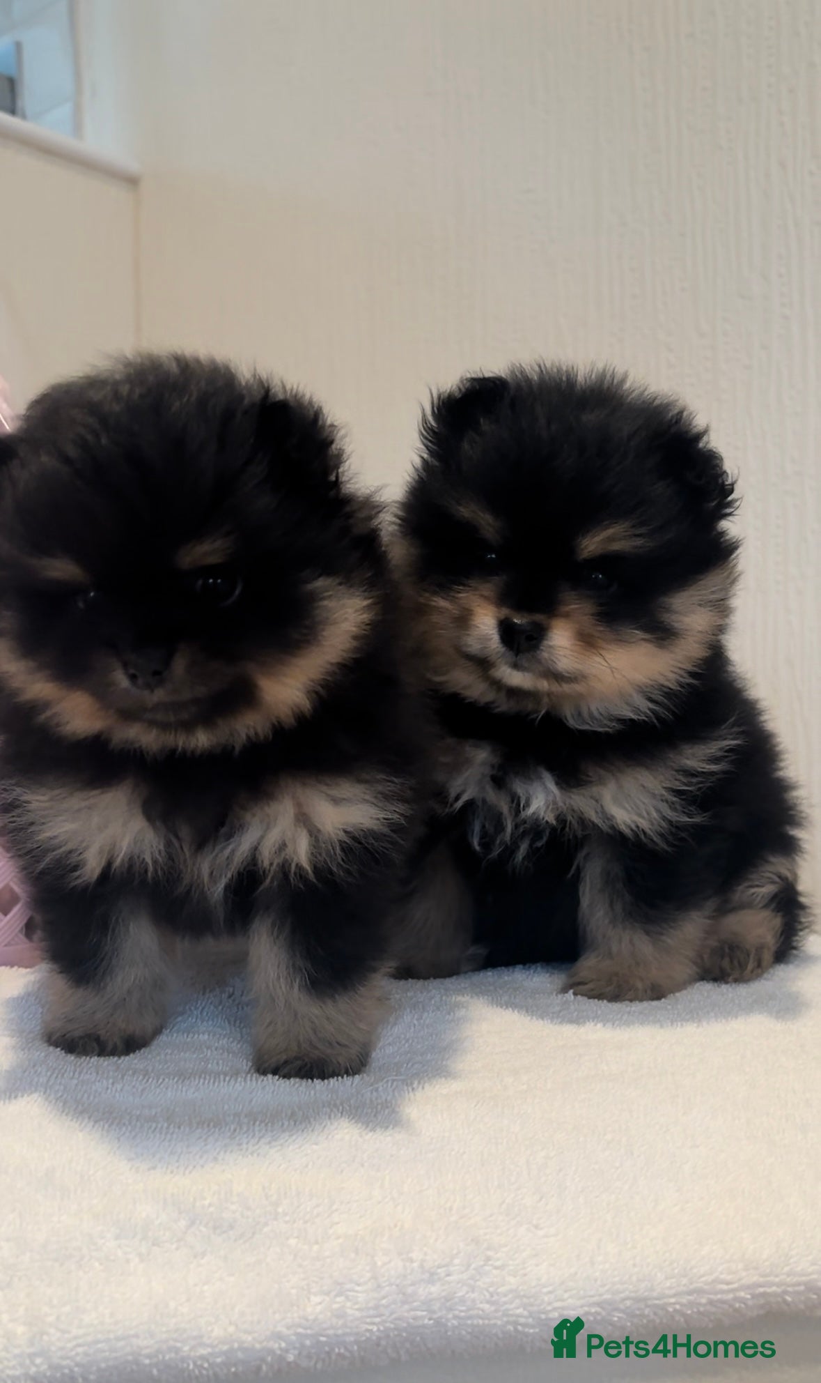 Pomeranian dogs Black and Tan Pomeranian puppies - Advert 7