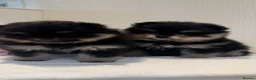 Pomeranian dogs for sale: Black and Tan Pomeranian puppies - Advert 1